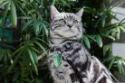 Mini_Cat_Mint_Green-with bg_med resolution