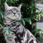 Mini_Cat_Mint_Green-with bg_med resolution