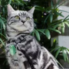 Tickless® Mini Cat