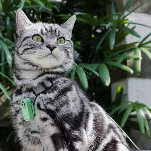 Mini_Cat_Mint_Green-with bg_med resolution