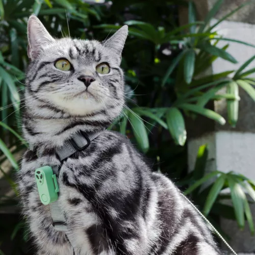 Tickless® Mini Cat