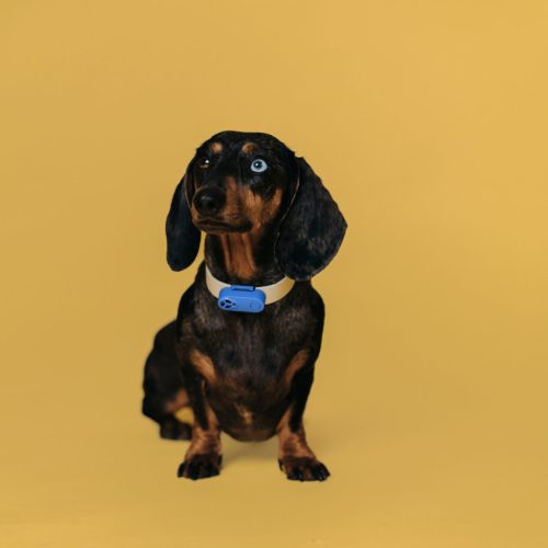 Mini_Dog_Black-with bg_med resolution