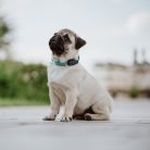 _IB_2186 copy 2