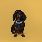 Mini_Dog_Black-with bg_med resolution
