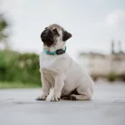 Tickless® Mini Dog