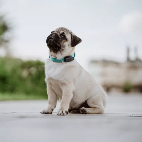 Tickless® Mini Dog