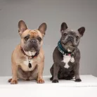 Tickless® Pet