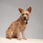 Tickless® Pet