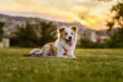 Tickless® Pet