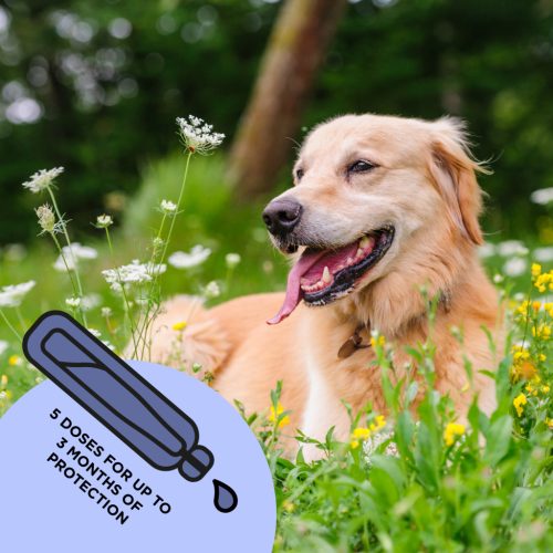 Spot-on_Medium Dog_box shot_bg