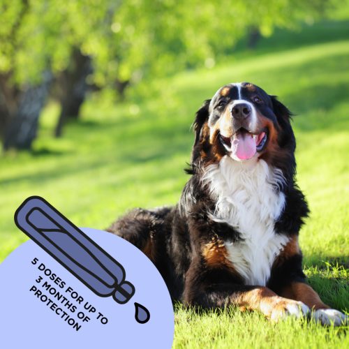 Spot-on_Large Dog_box shot_bg
